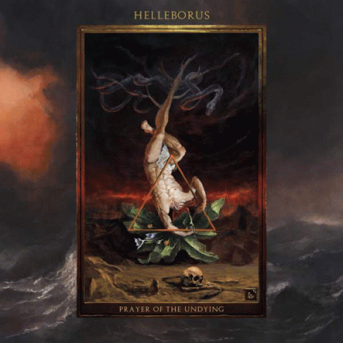 Helleborus : Prayer of the Undying